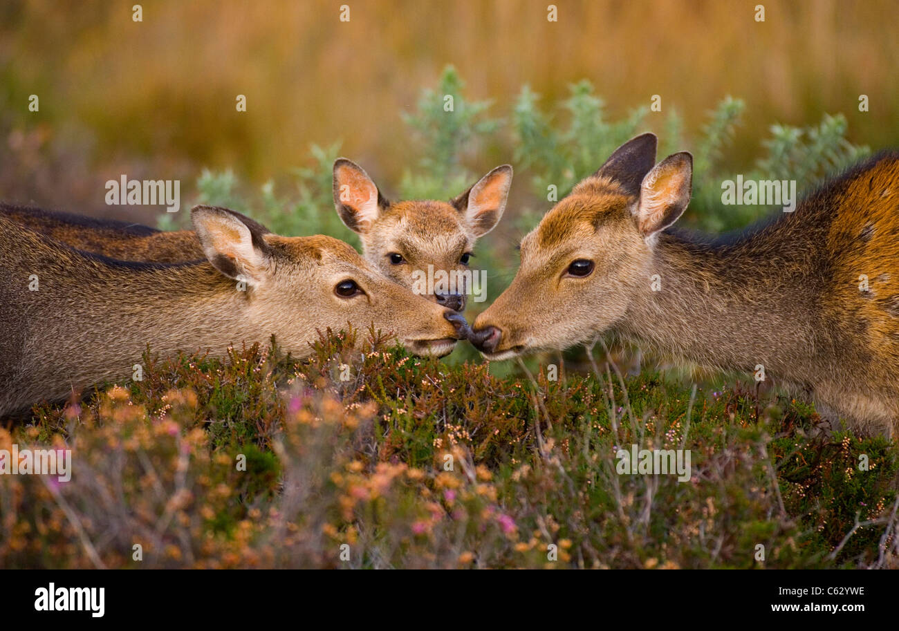 SIKA DEER Cervus nippon  An adult and sub-adult touch noses, a young calf looks on Dorset, UK Stock Photo