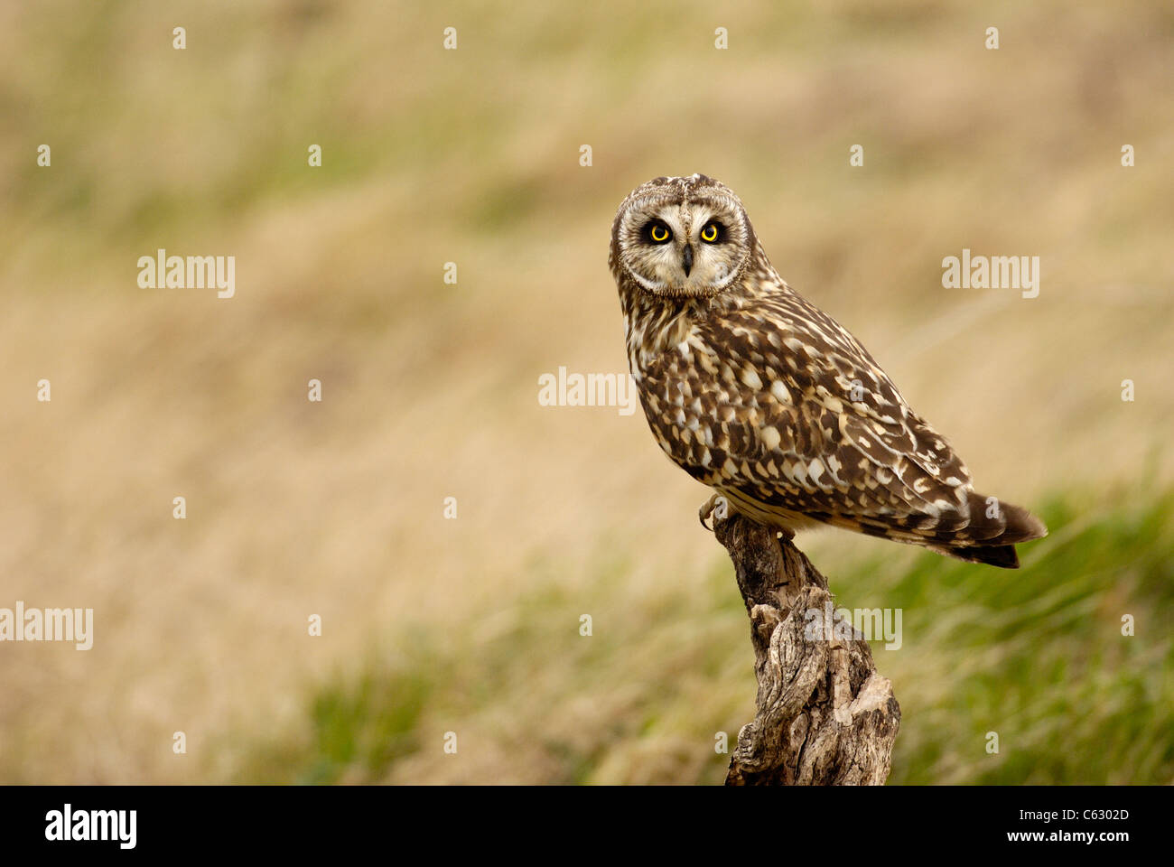 SHORT-EARED OWL Asio flammeus  An adult perched on an old stump at dusk North Wales, UK Stock Photo