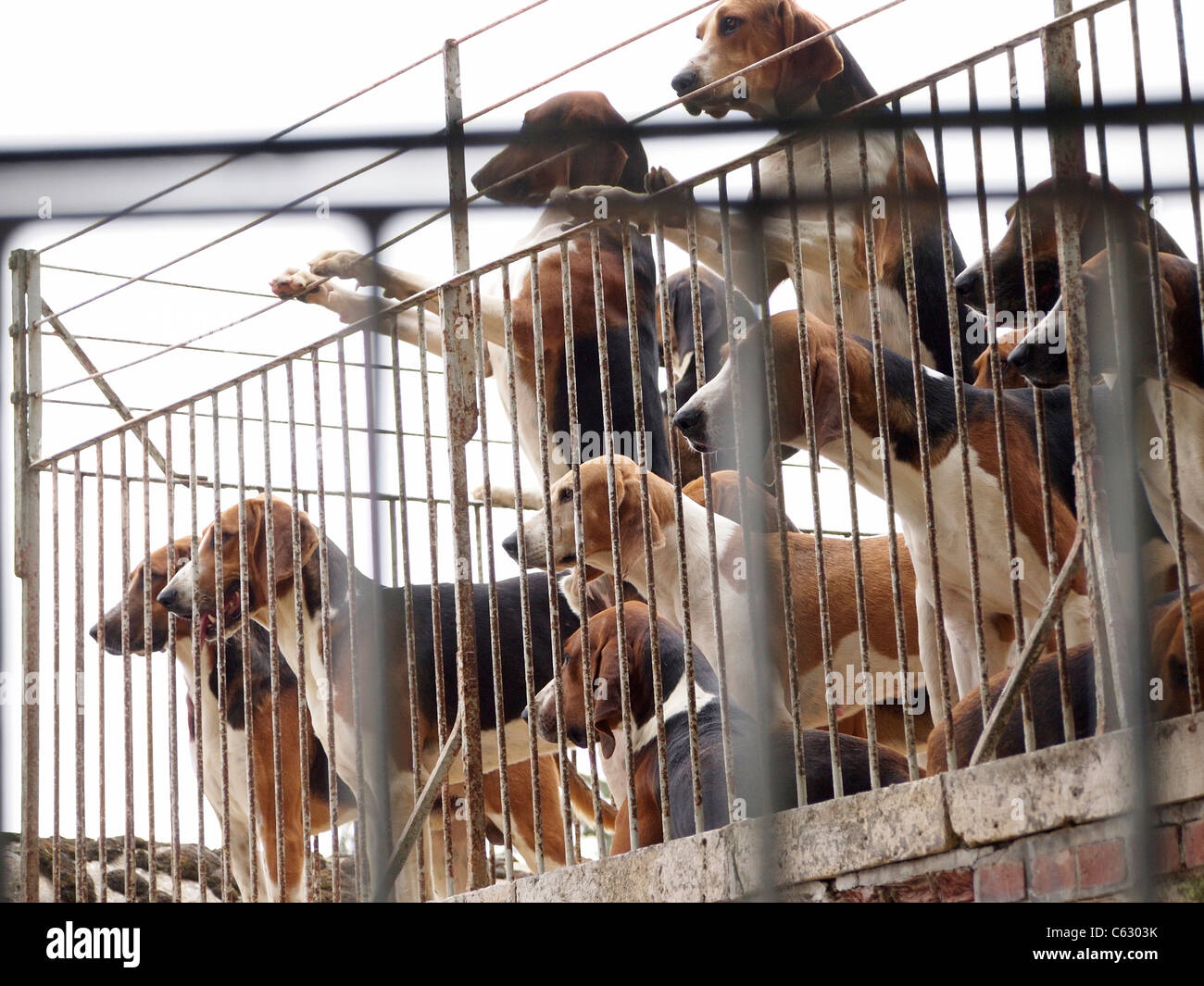 Pack of hunting dogs in the kennel at Cheverny castle, Loire valley, France. Stock Photo