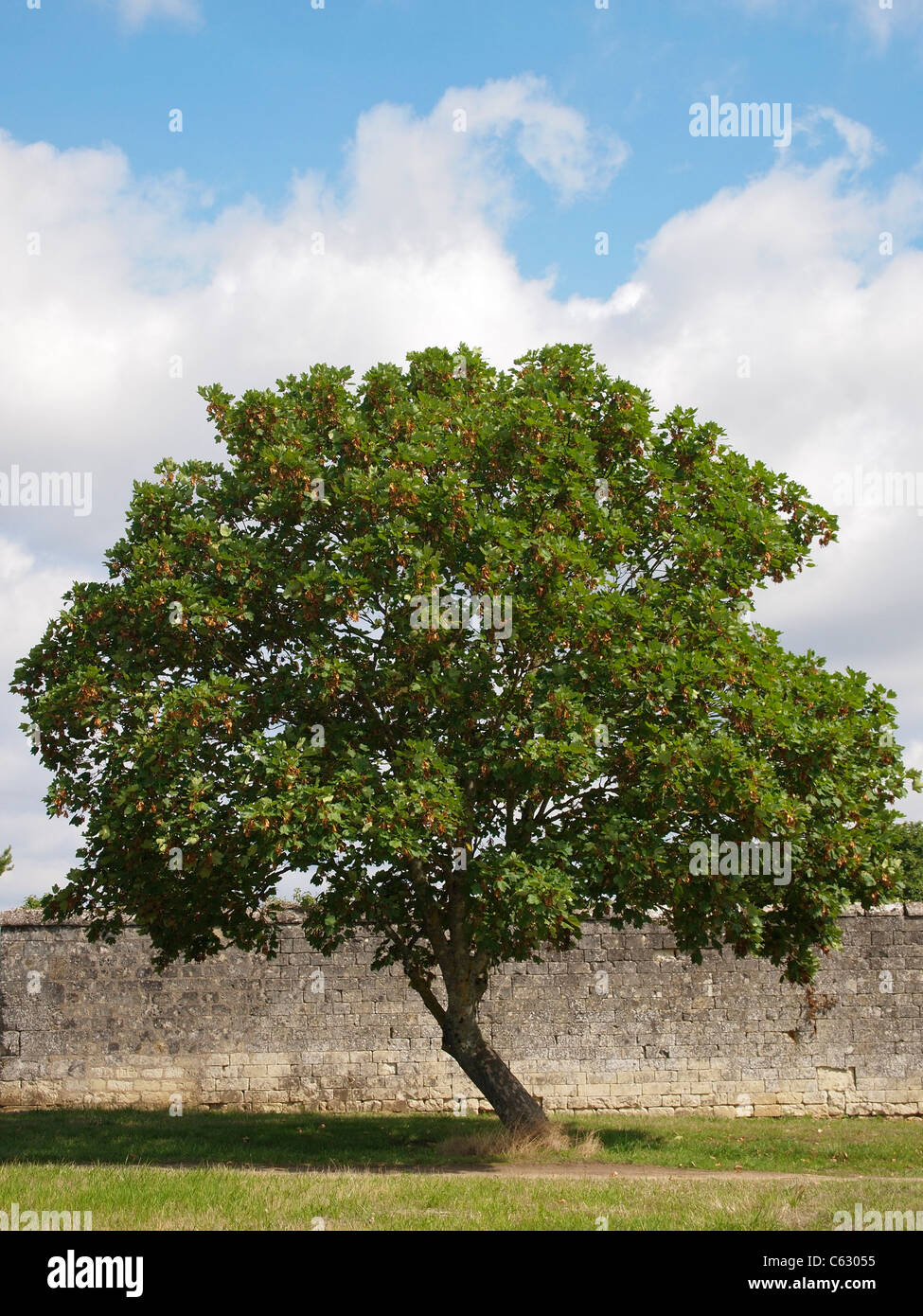 Large beautiful tree in front of an old stone wall. Domaine Saint Hilaire, Roiffé, France Stock Photo