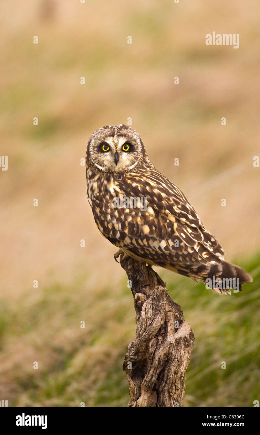 SHORT-EARED OWL Asio flammeus  An adult perched on an old stump  North Wales, UK Stock Photo