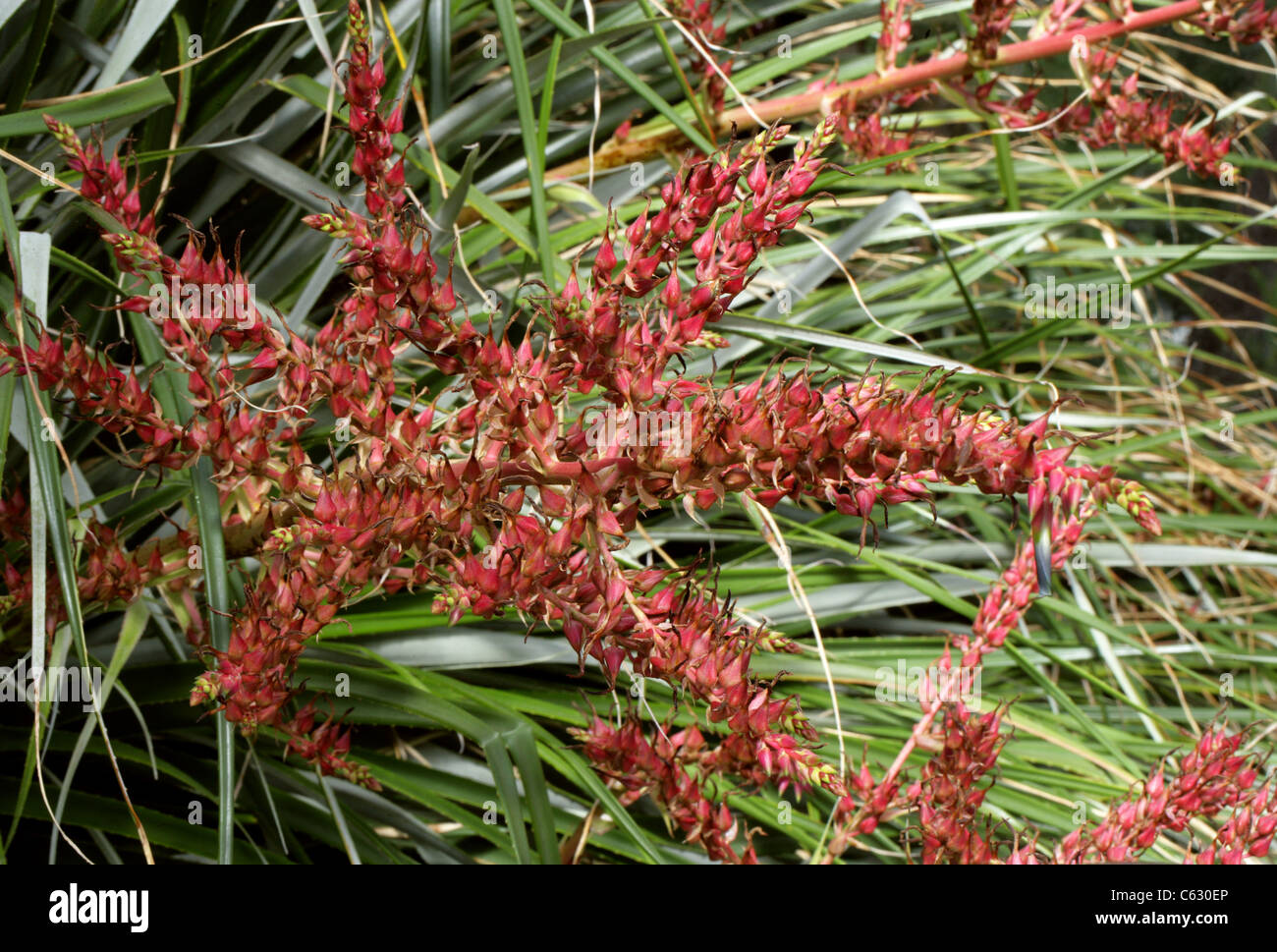 Puya, Puya spathacea, Bromeliaceae. North West Argentina, South America. Stock Photo