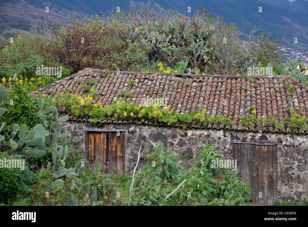 Roof of canarian house overgrown with Tree aenium (Aeonium arboreum), Mazo, La Palma, Canary islands, Spain, Europe Stock Photo