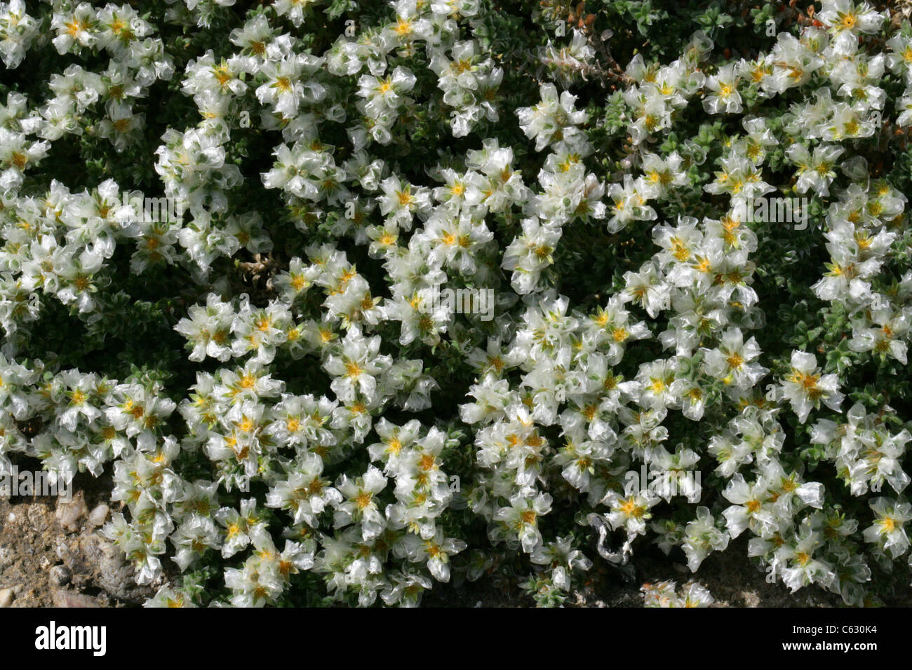 Silver Nailroot, Silvery Whitlow Wort, Paronychia argentea, Caryophyllaceae (Illecebraceae). Israel, Middle East. Stock Photo