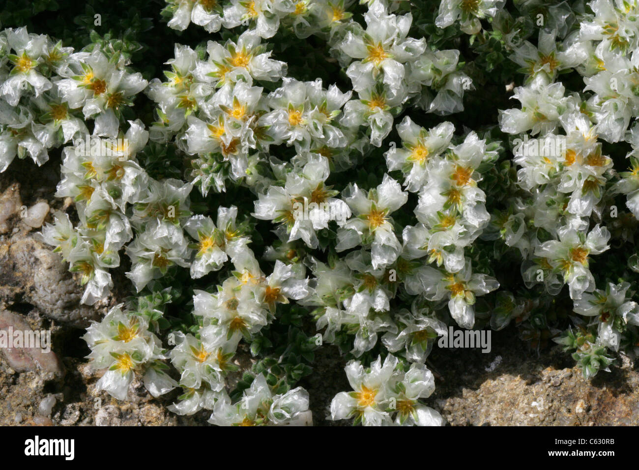 Silver Nailroot, Silvery Whitlow Wort, Paronychia argentea, Caryophyllaceae (Illecebraceae). Israel, Middle East. Stock Photo