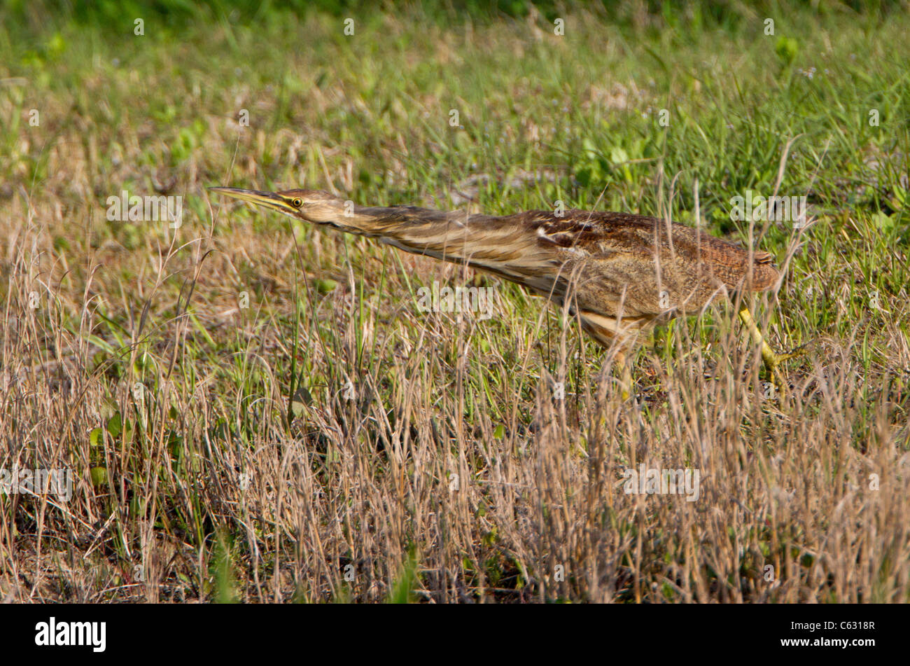 American Bittern (Botaurus lentiginosus) Stock Photo