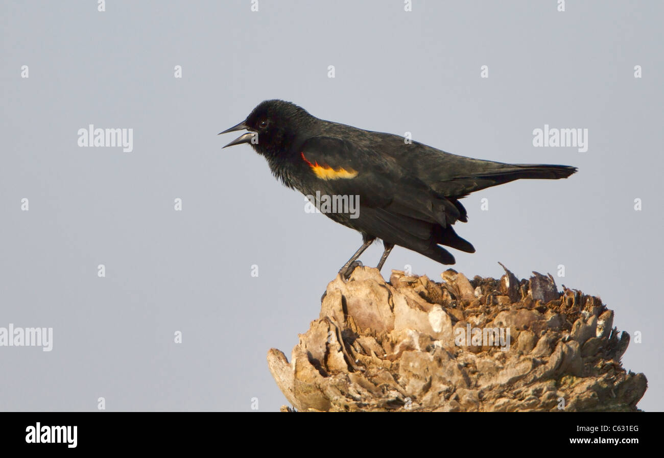 Red winged Blackbird (Agelaius phoeniceus) calling Stock Photo