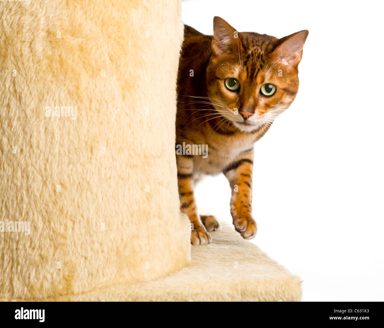 Golden colored bengal cat creeping around the side of wool covered climbing frame and peeping at the camera Stock Photo