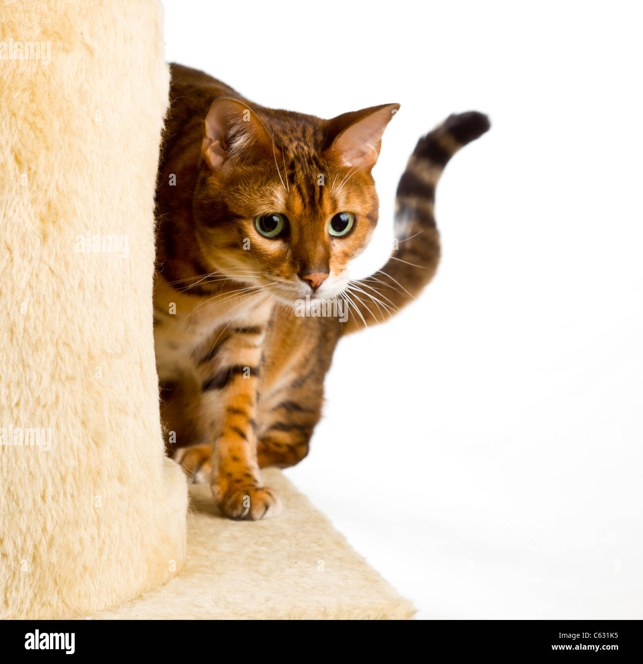 Golden colored bengal cat creeping around the side of wool covered climbing frame and peeping at the camera Stock Photo