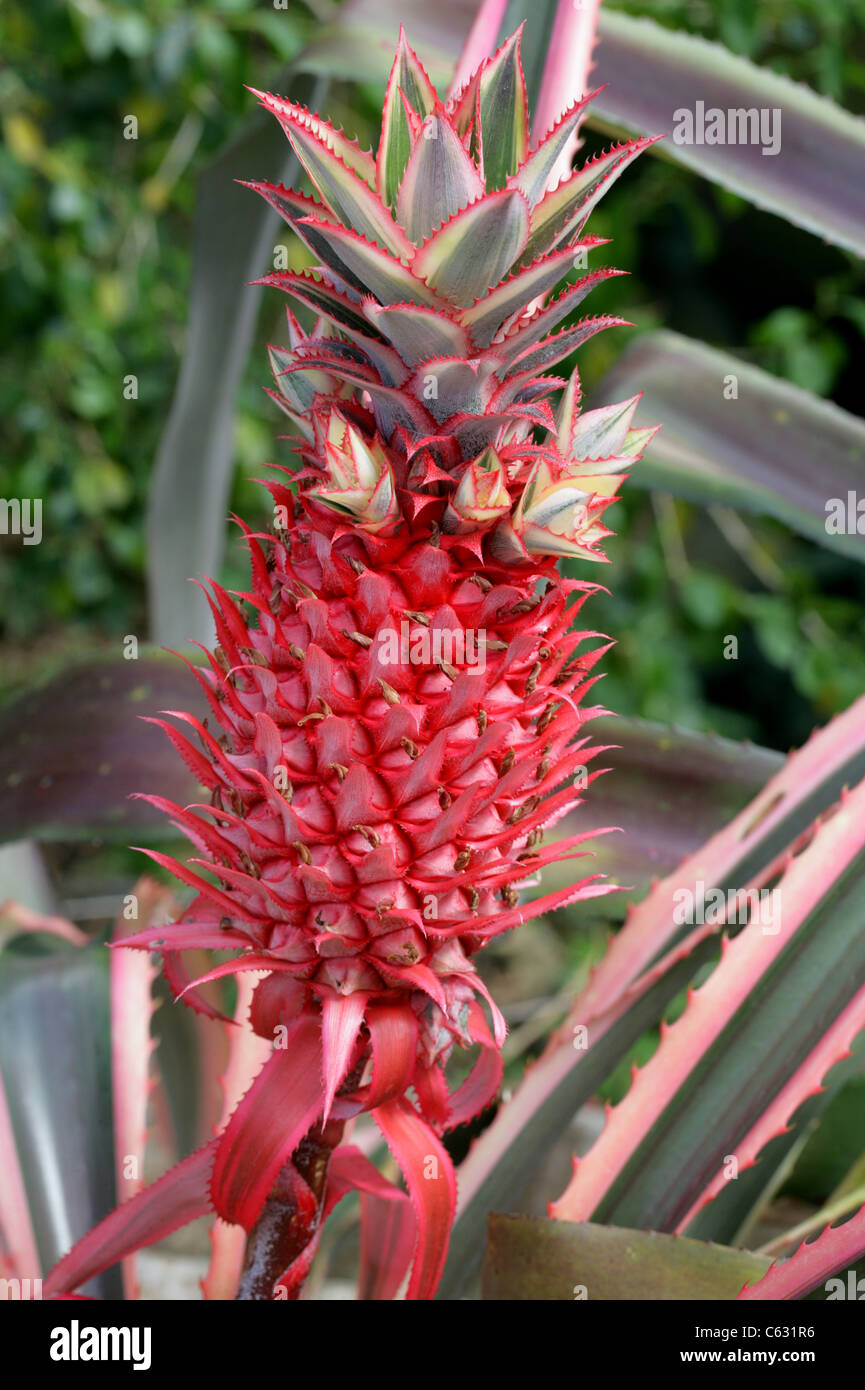Pineapple, Ananas bracteatus var. tricolor, Bromeliaceae. Brazil and Paraguay, South America. Stock Photo