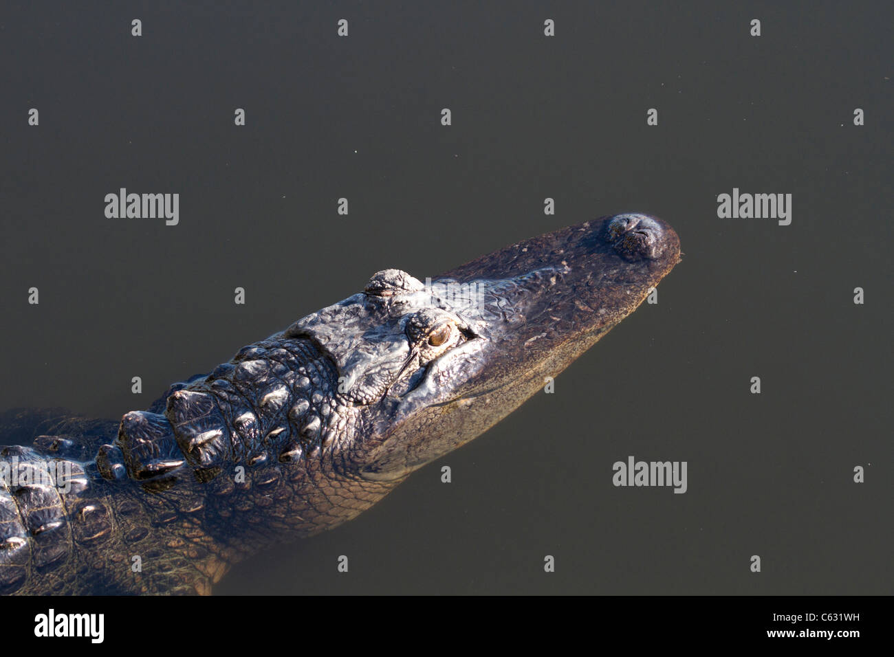 American Alligator (Alligator mississippiensis) Stock Photo