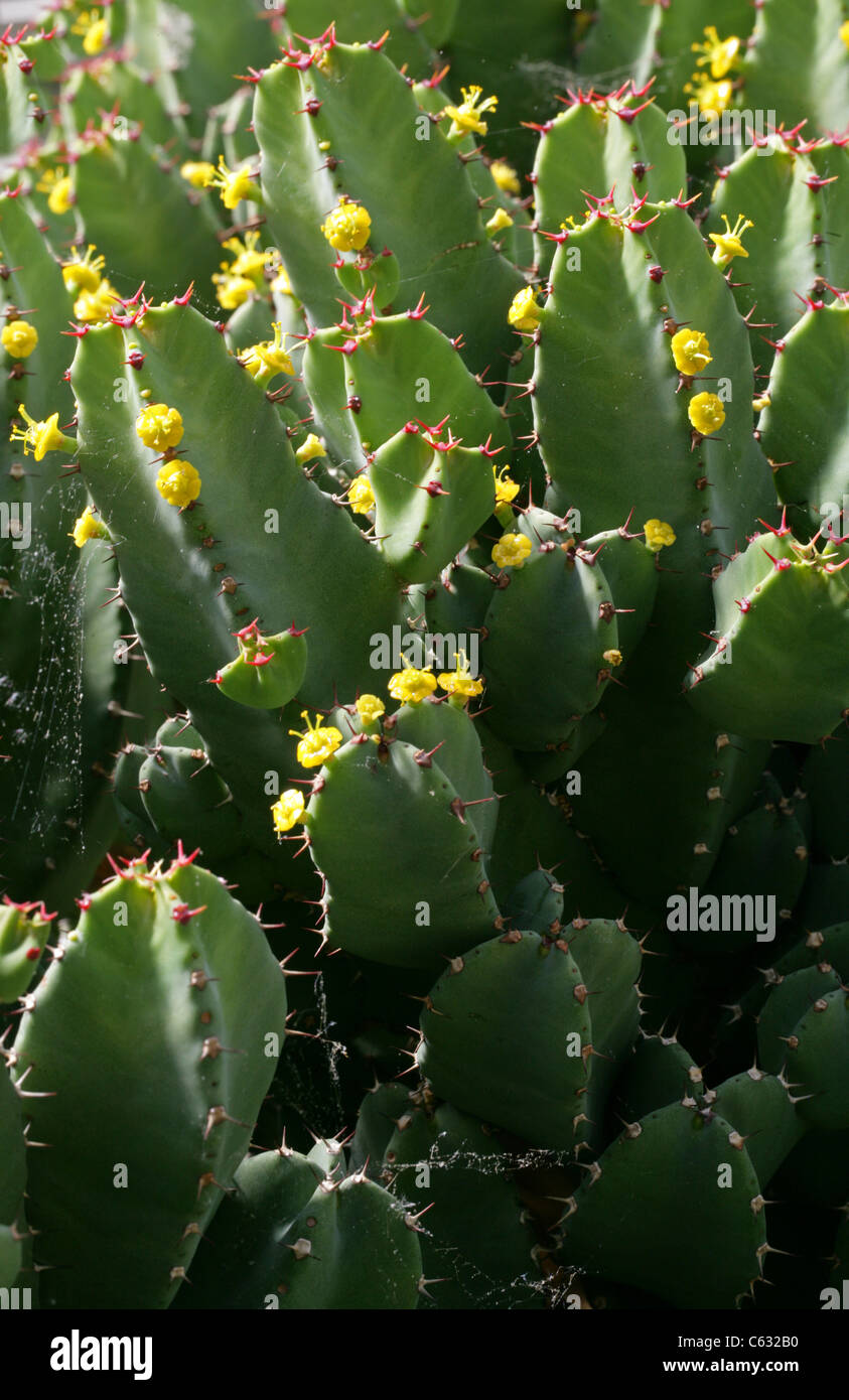 Euphorbia resinifera, Euphorbiaceae, Morocco, North Africa. Stock Photo