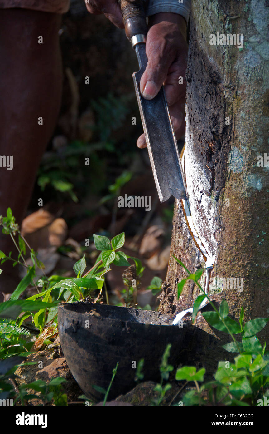 Extracting latex from rubber tree Kalaketty Rubber Estate Kanjirapally Kerala South India Stock Photo