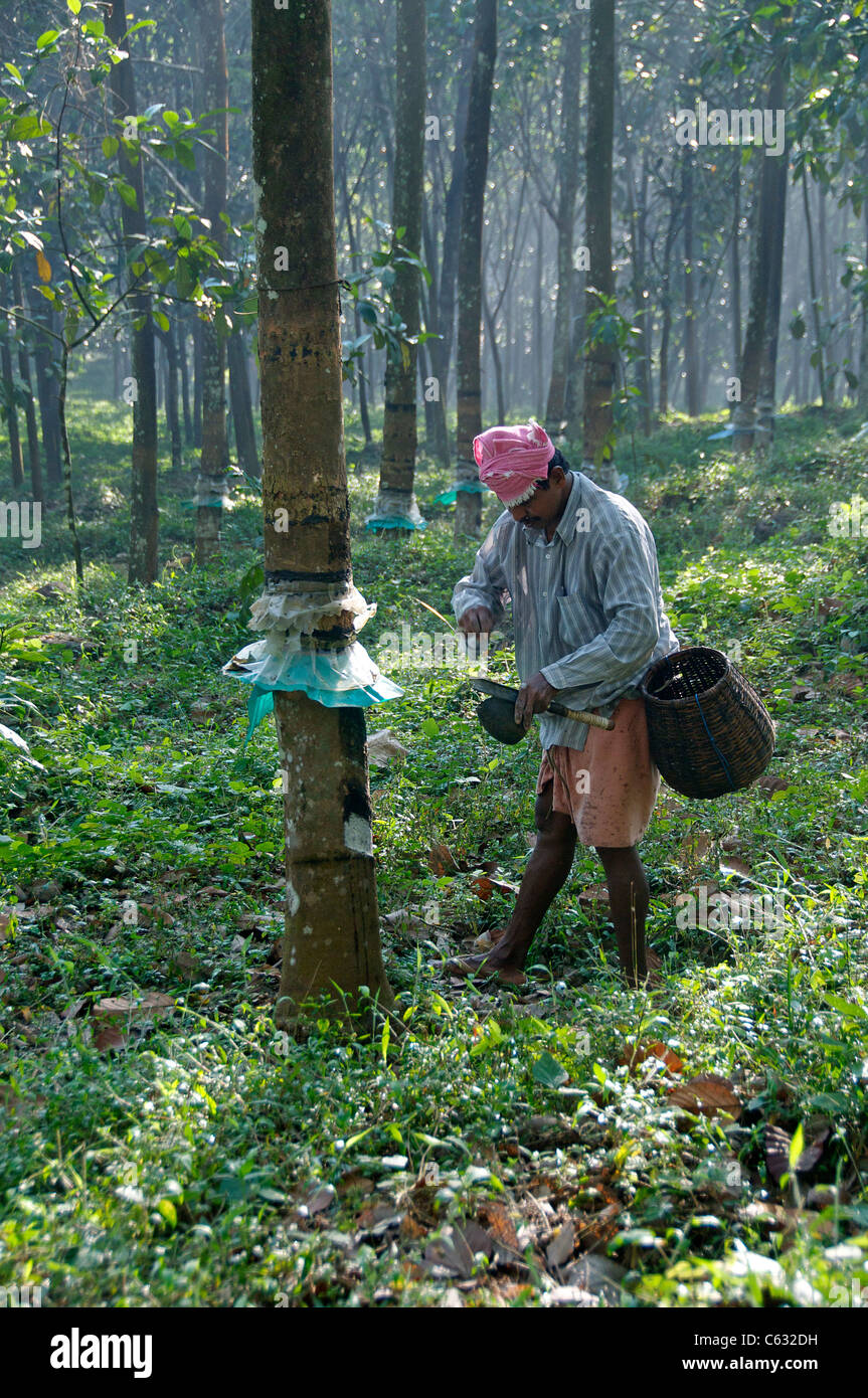 Inspecting the latex drawn from a rubber tree Kalaketty Rubber Estate Kanjirapally Kerala South India Stock Photo