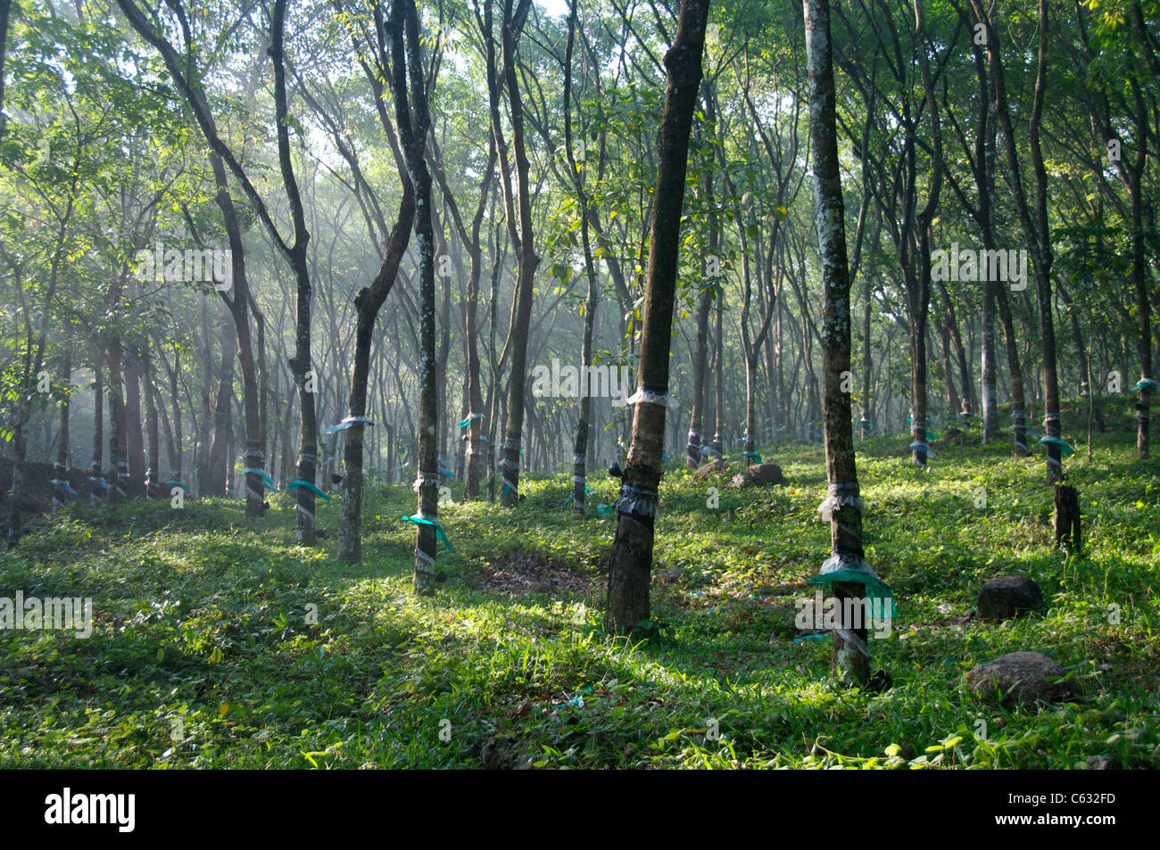 Rubber trees on Kalaketty Rubber Estate Kanjirapally Kerala South India Stock Photo