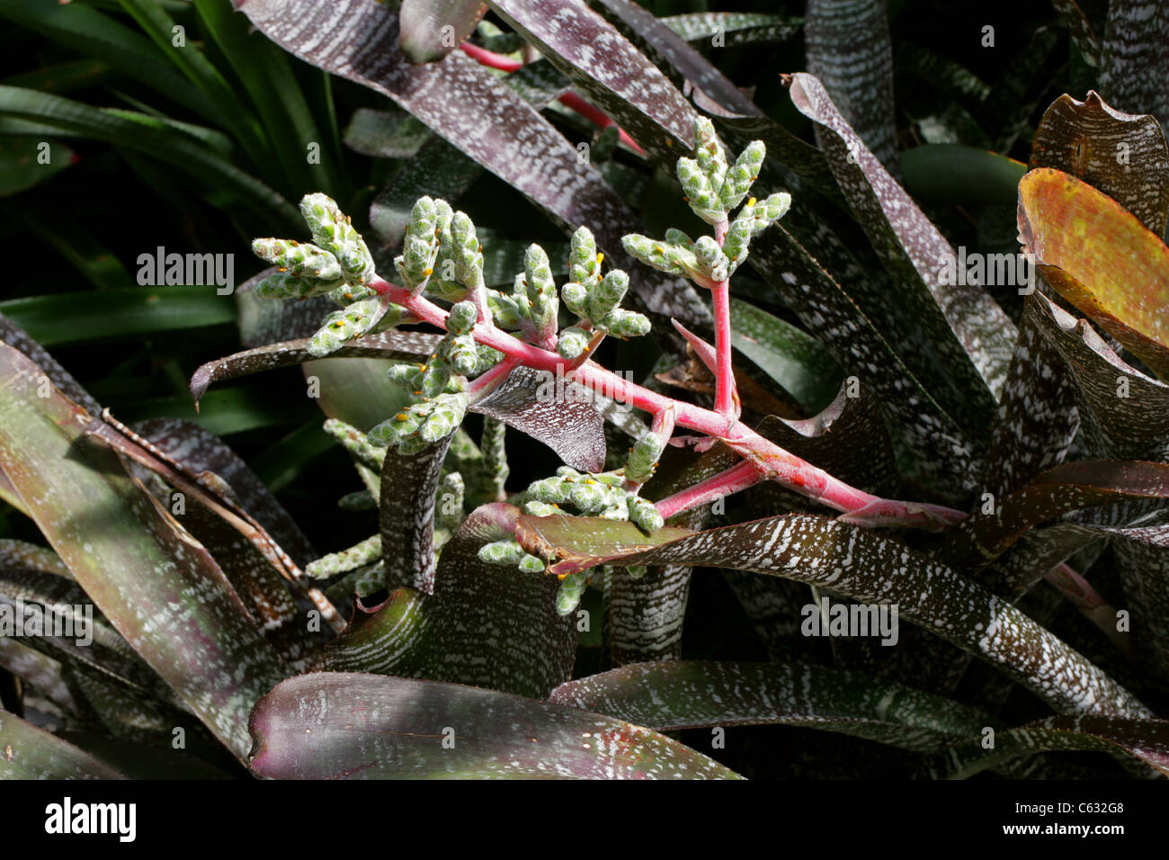 Hohenbergia correia-arauji, Bromeliaceae, bromeliad. Brazil, South America. Stock Photo