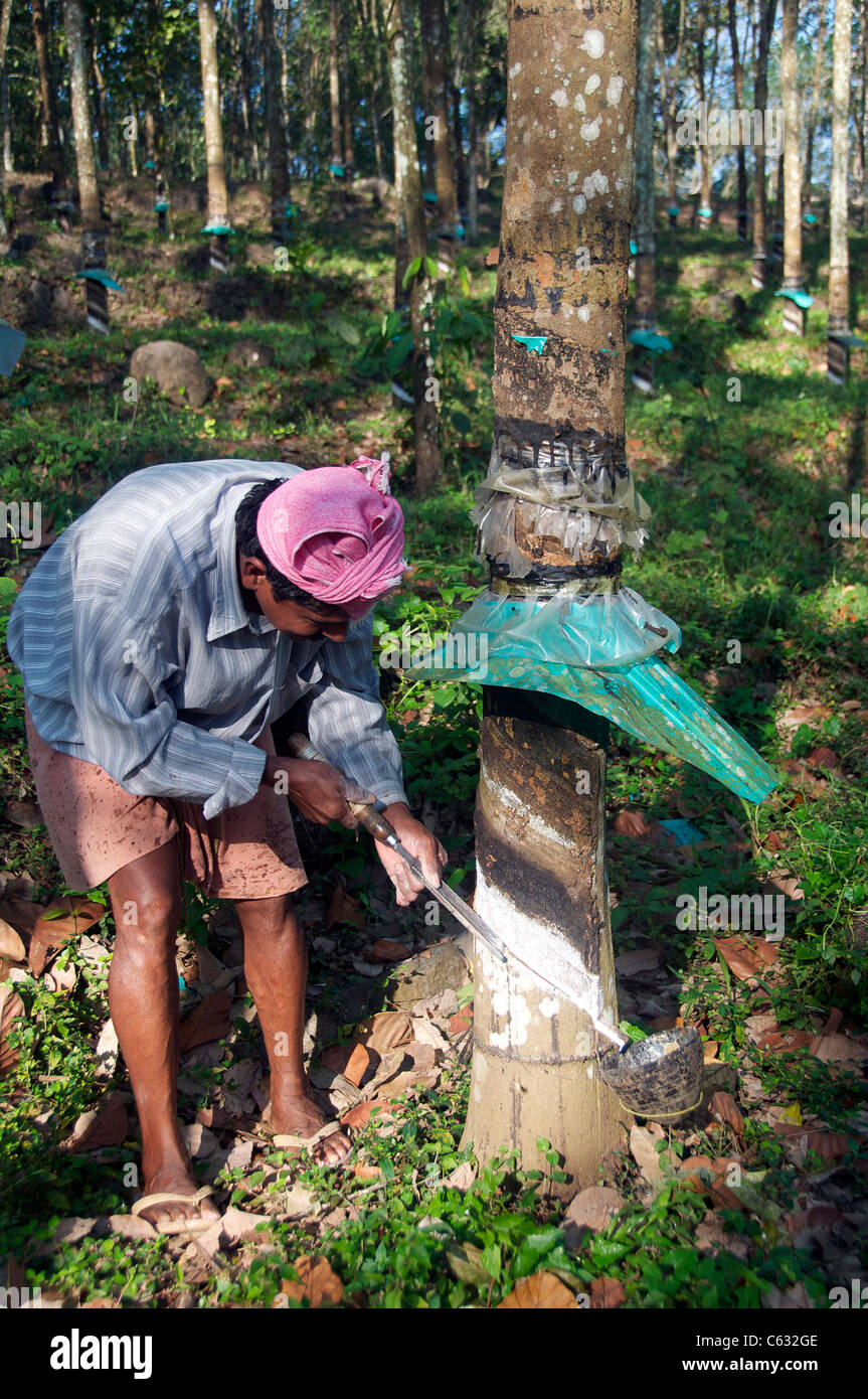 Tapping rubber tree Kalaketty Rubber Estate Kanjirapally Kerala South India Stock Photo