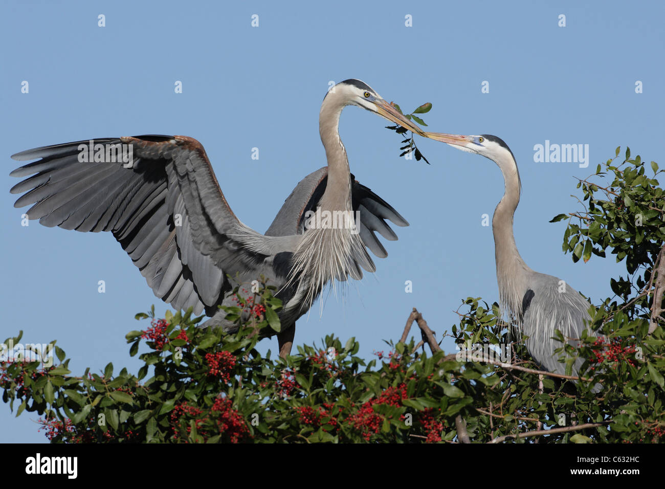 Great Blue Herons Stock Photo
