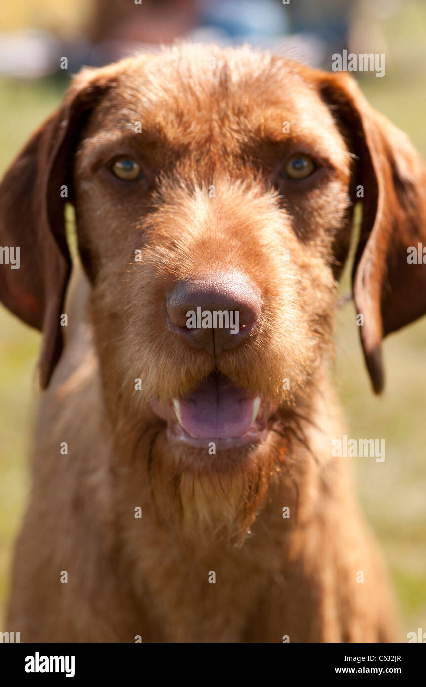 Wire Haired Hungarian Vizsla Stock Photo 38176623 Alamy