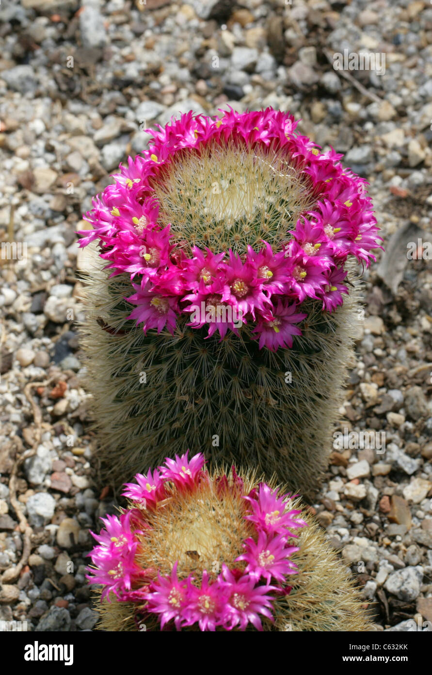 Cactus, Mammillaria nunezii subsp. bella, Cactaceae. Mexico. Stock Photo