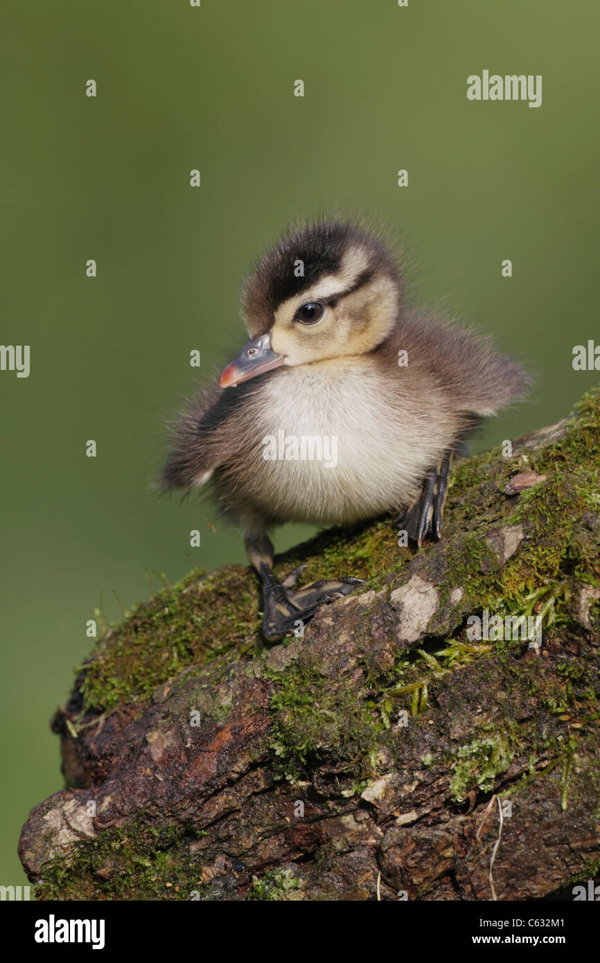 Wood Duck (Aix sponsa) Duckling Stock Photo