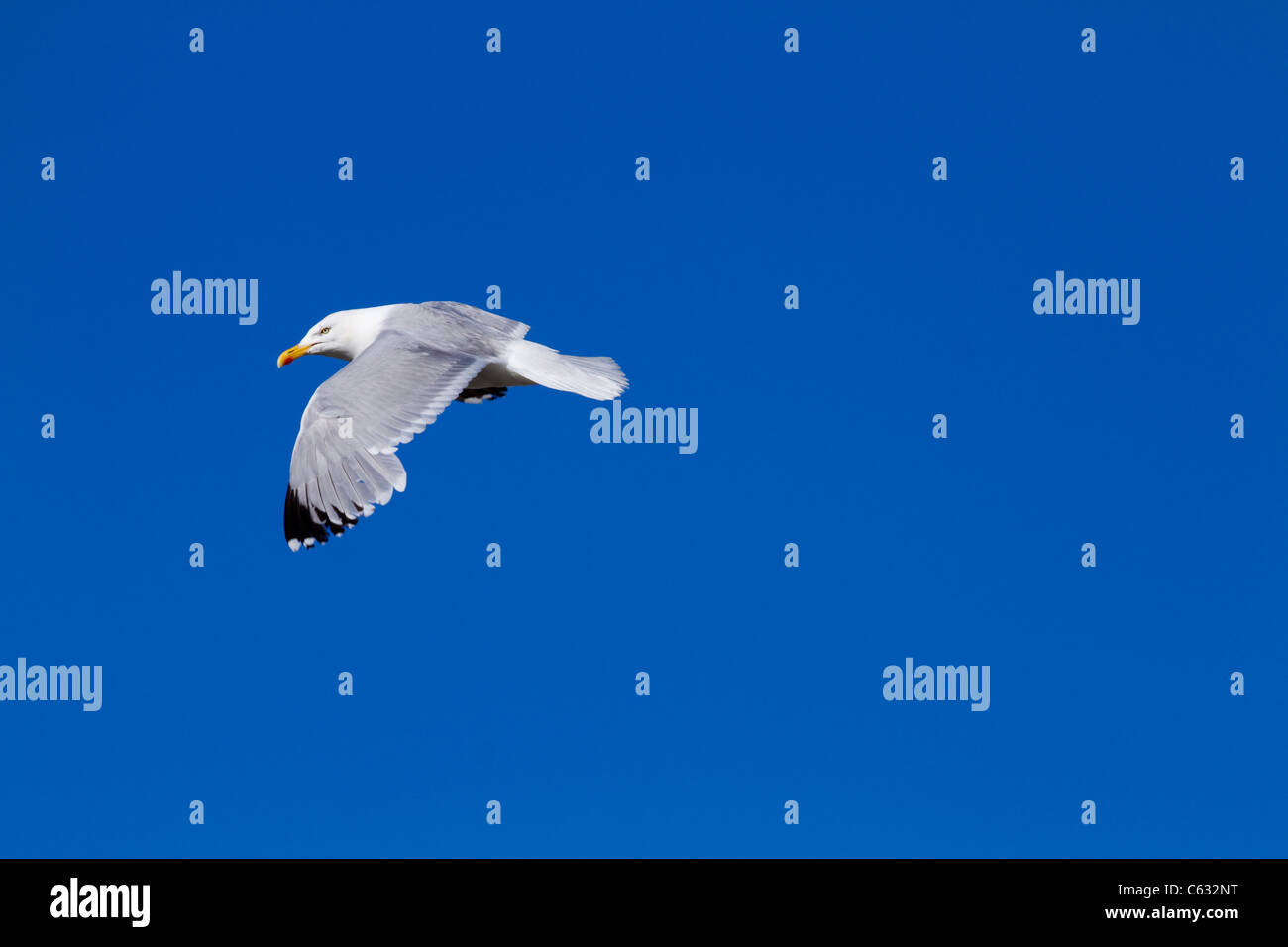 Herring Gull in flight large gull closeup Stock Photo Alamy