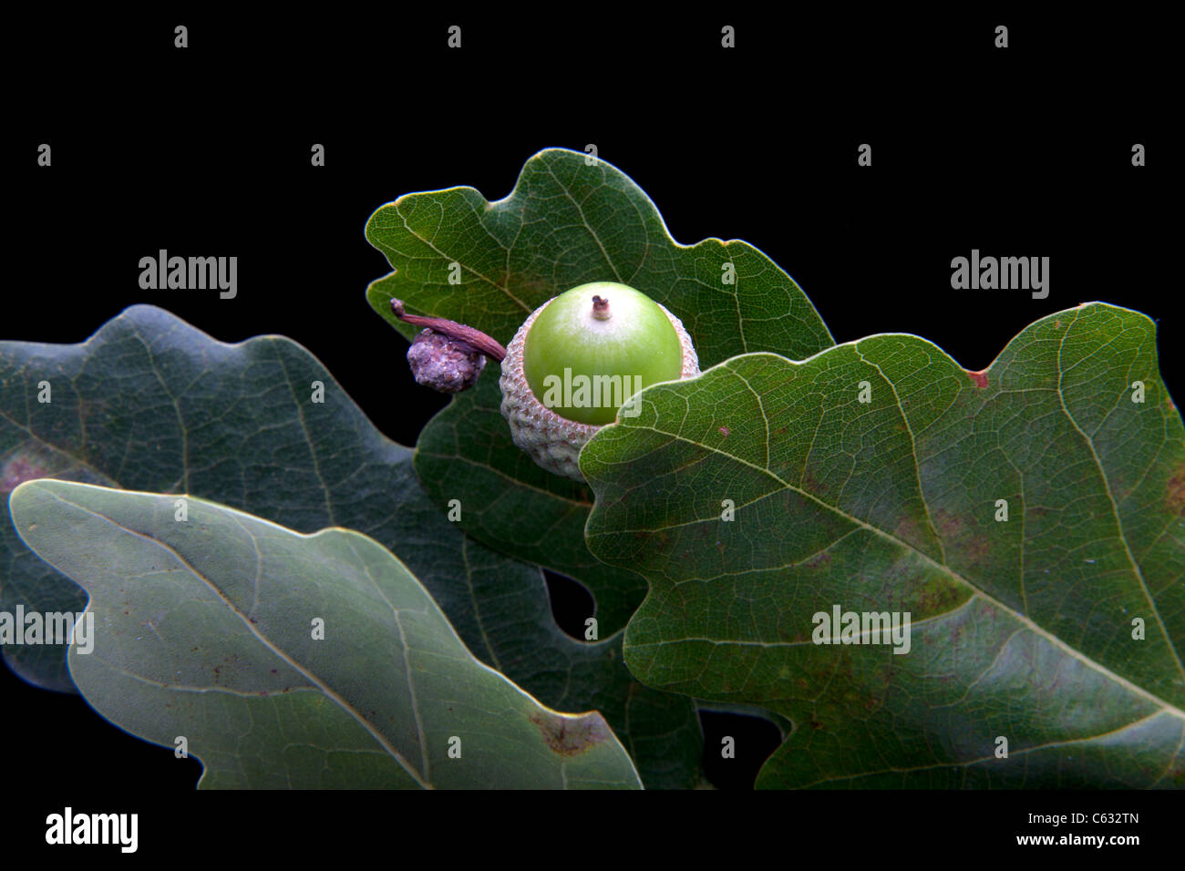 Fresh green acorns with oak leaves Stock Photo