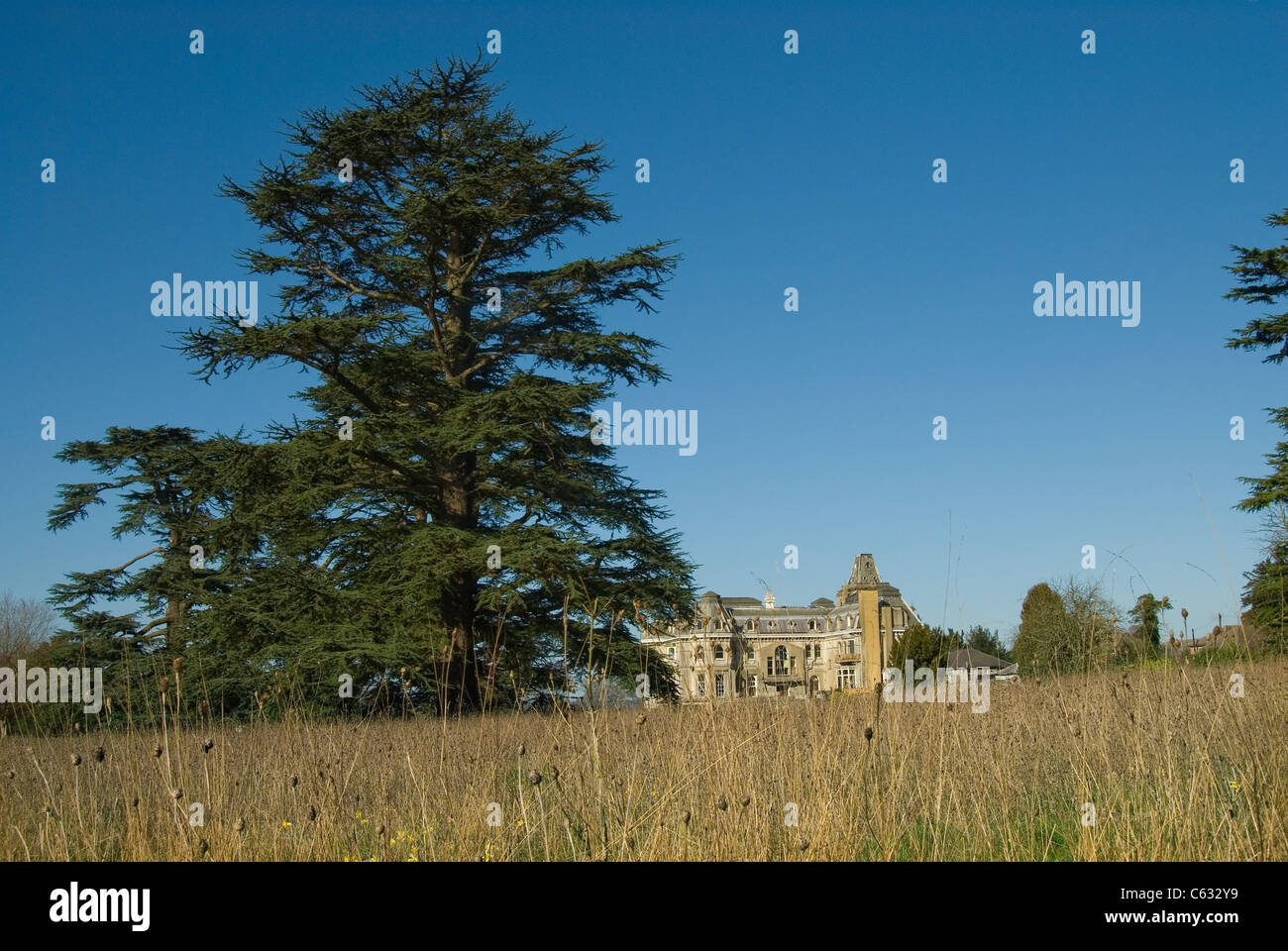 Park Place at Remenham near Henley in Berkshire, UK with giant cedar trees blue sky and grassland in front of the house Stock Photo