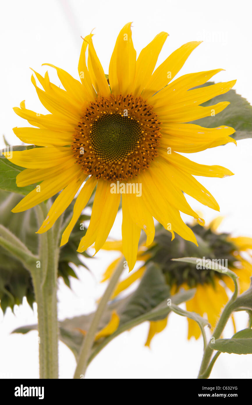 Sunflower isolated on a white background closeup Stock Photo - Alamy