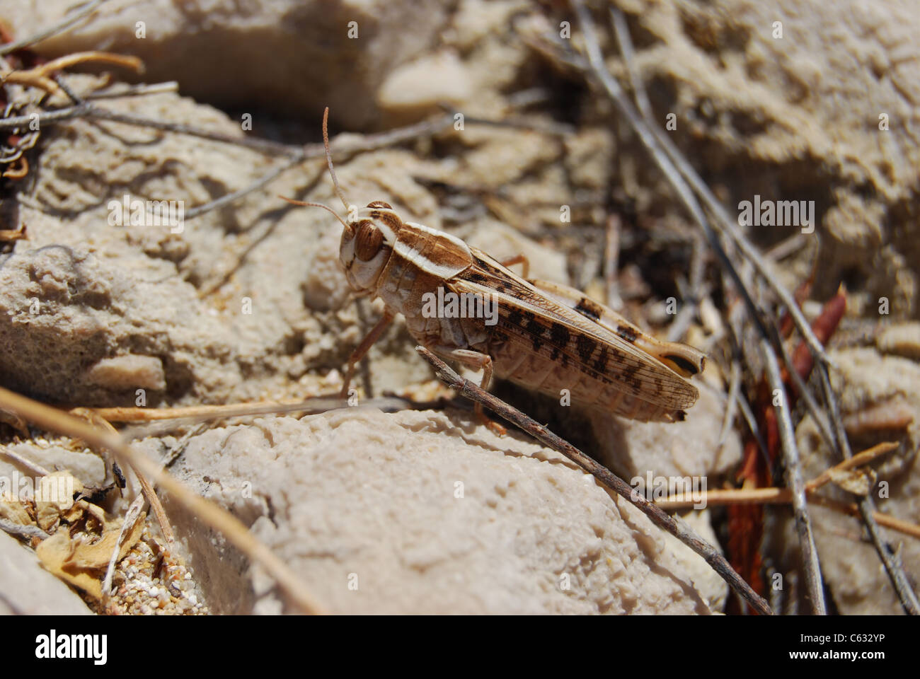 Close up of a cricket in on a rock in Greece Stock Photo