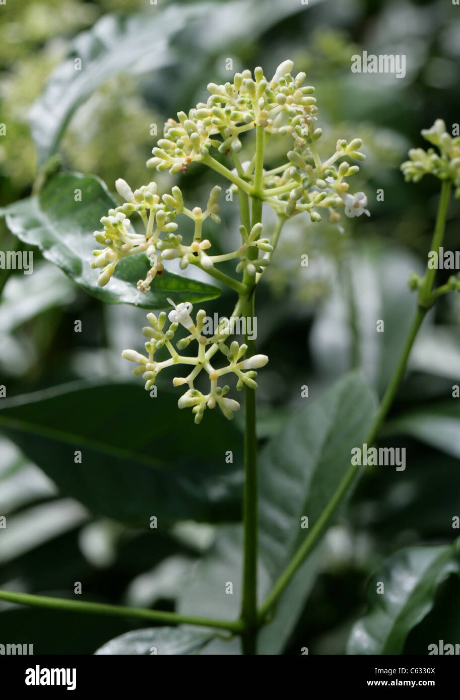 Psychotria carthagensis, Rubiaceae. Brazil, South America. Syn. P. carthagenensis. Stock Photo
