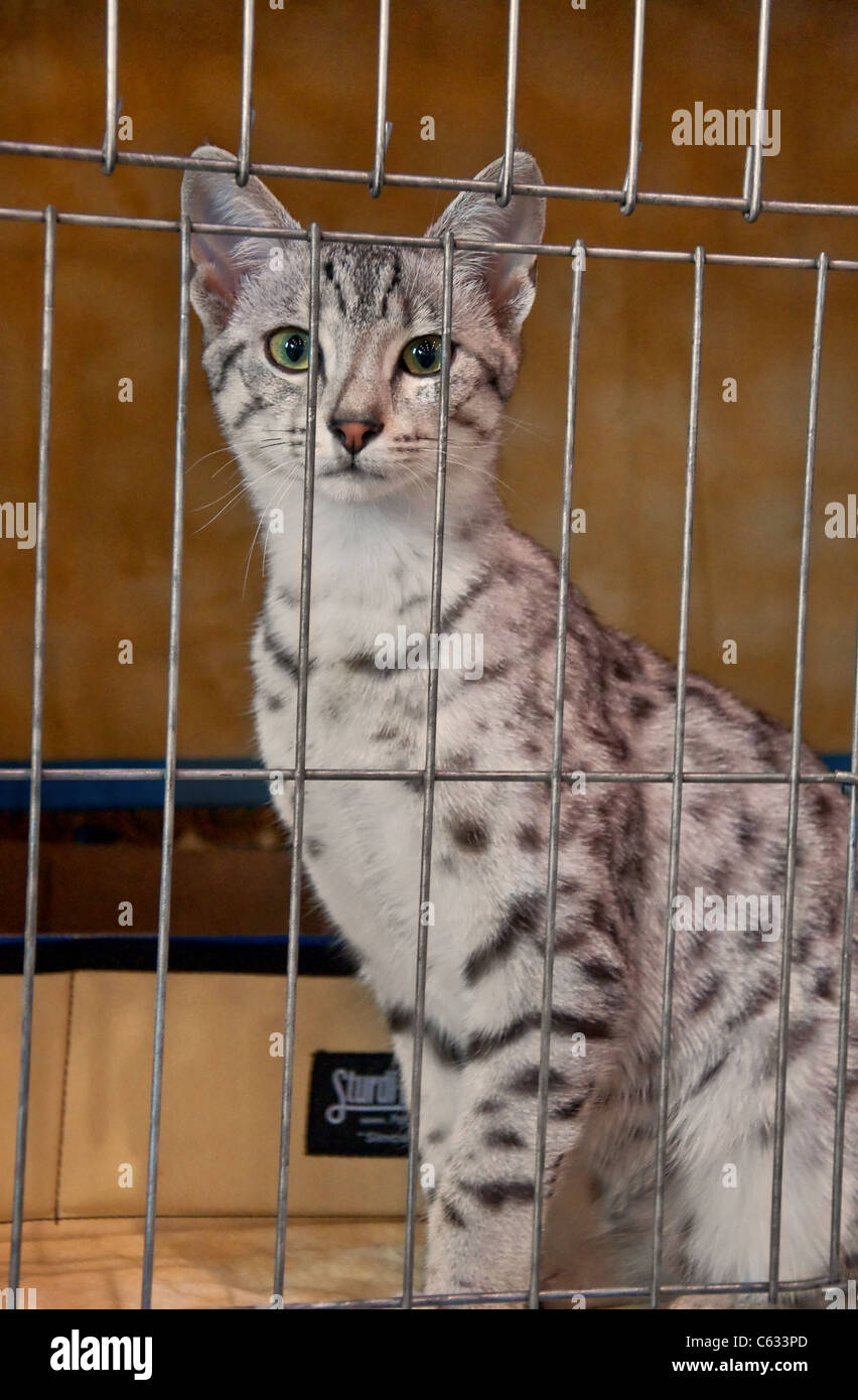 This vertical stock image shows a beautiful spotted Egyptian Maus feline cat in a cage. Very striking animal. Stock Photo