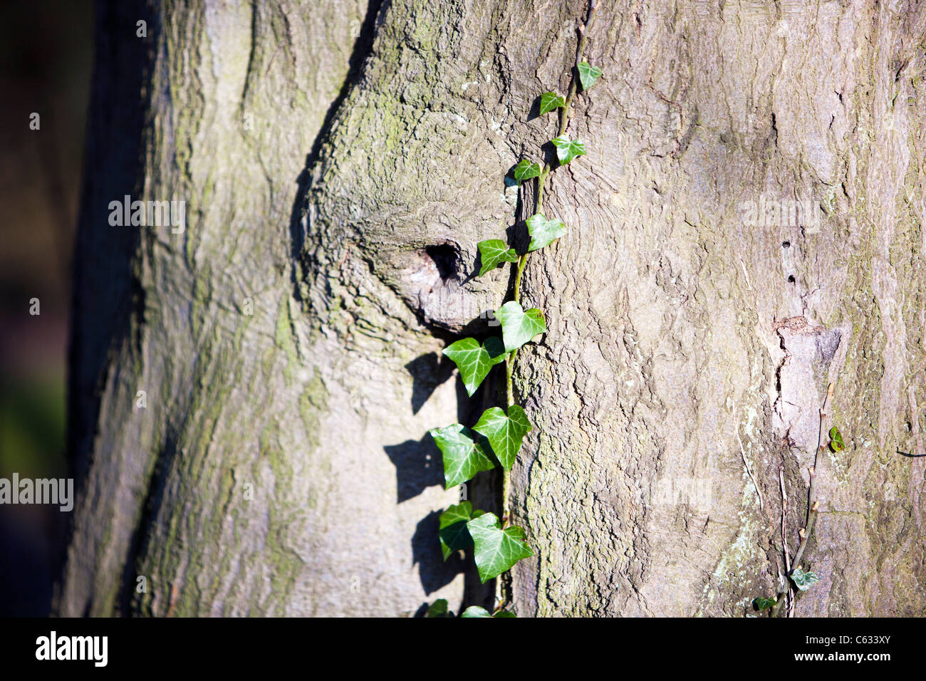 Common ivy climbing a tree hi-res stock photography and images - Alamy