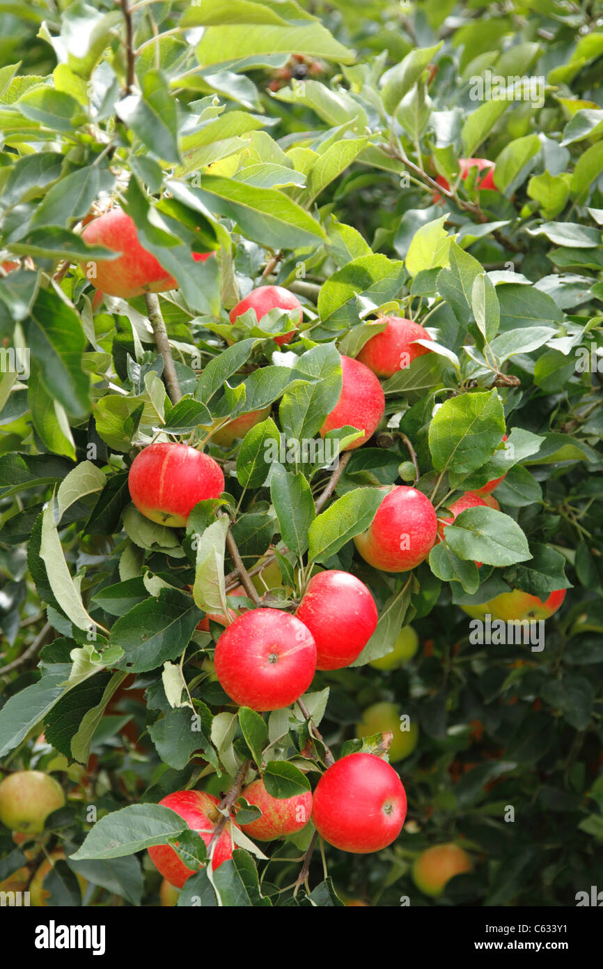 Discovery apples on a Surrey tree Stock Photo