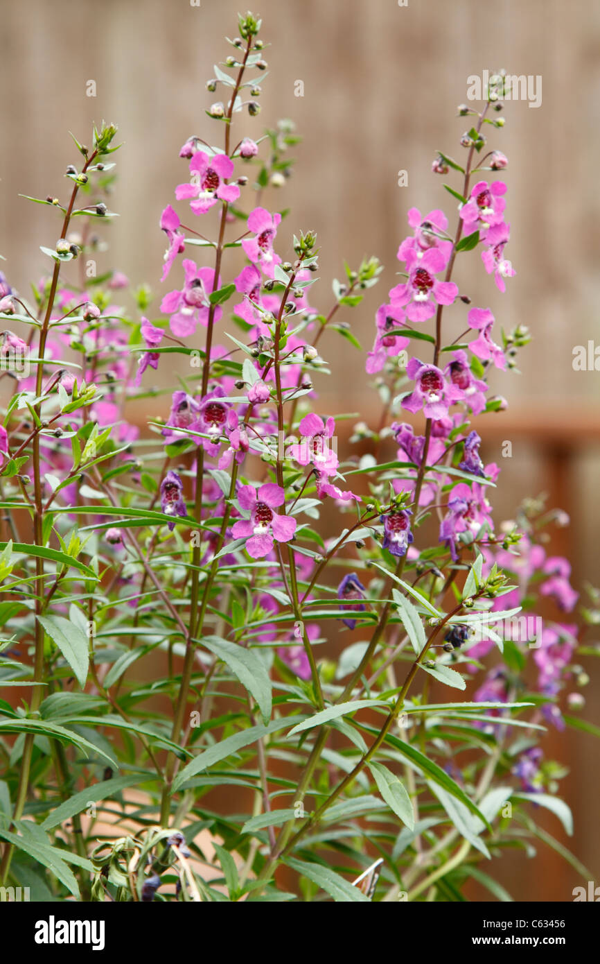 Angelonia plant in Surrey garden Stock Photo - Alamy