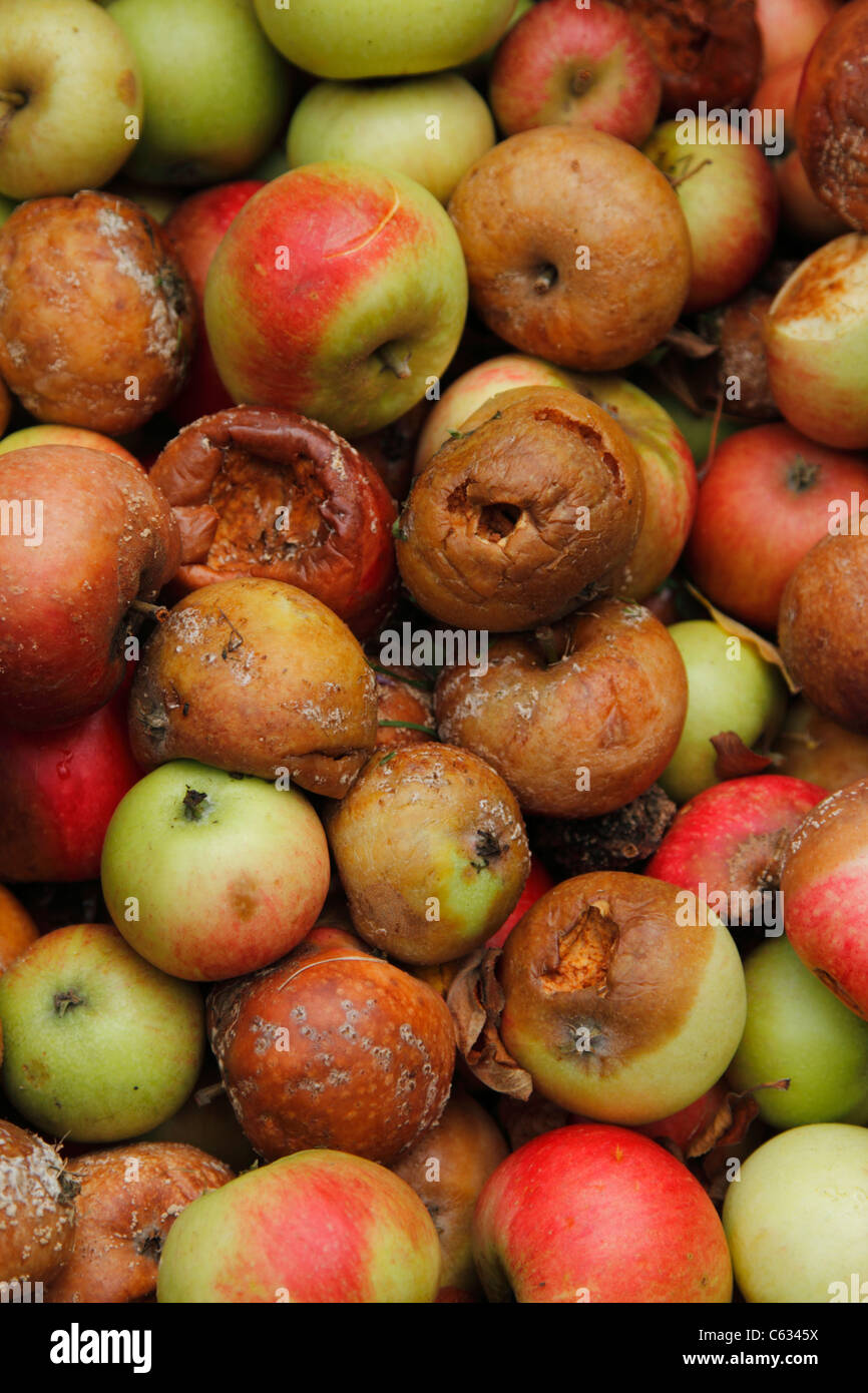 A number of windfall discovery apples Stock Photo