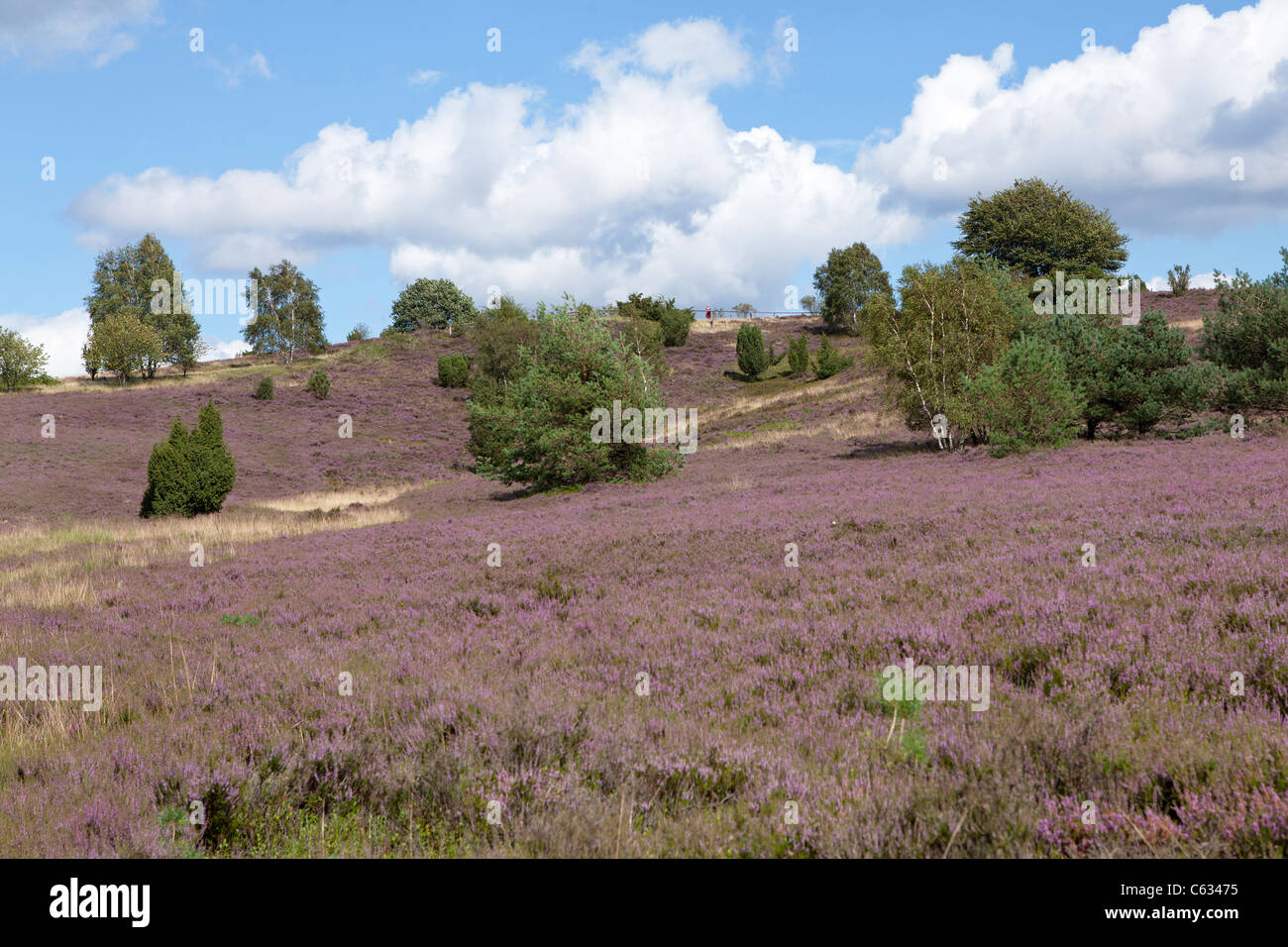 blooming heather on Mount Wilsede, Luneburg Heath, Lower Saxony, Germany Stock Photo