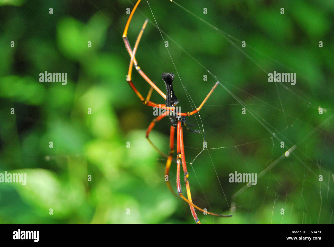 spider close-up Stock Photo