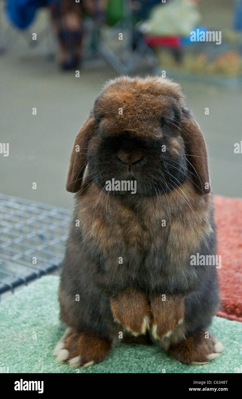 This vertical stock image shows a tort colored live Holland bunny rabbit, standing up on it's hind feet, indoors. Stock Photo