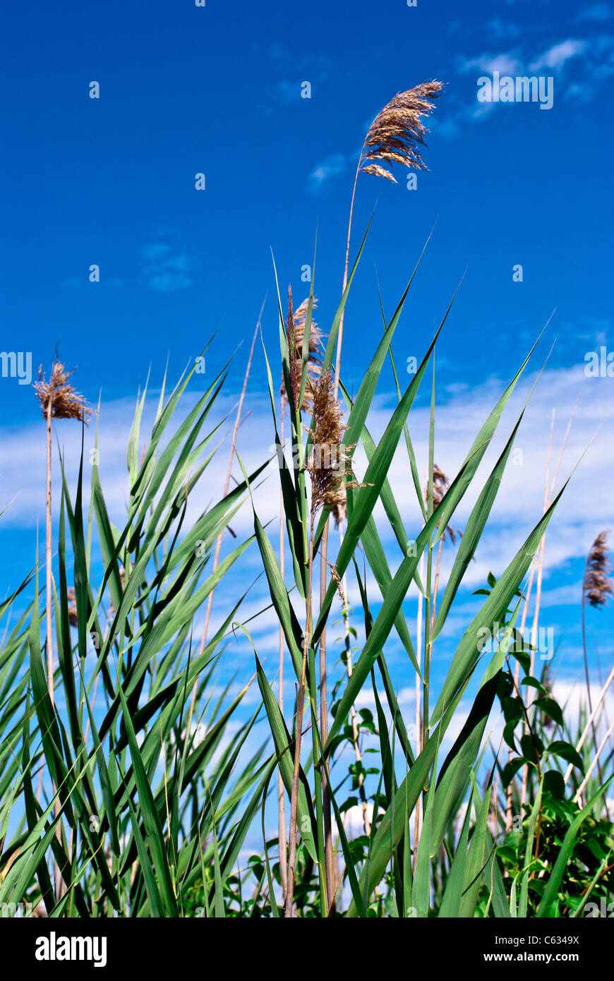Weeds at the beach Stock Photo - Alamy