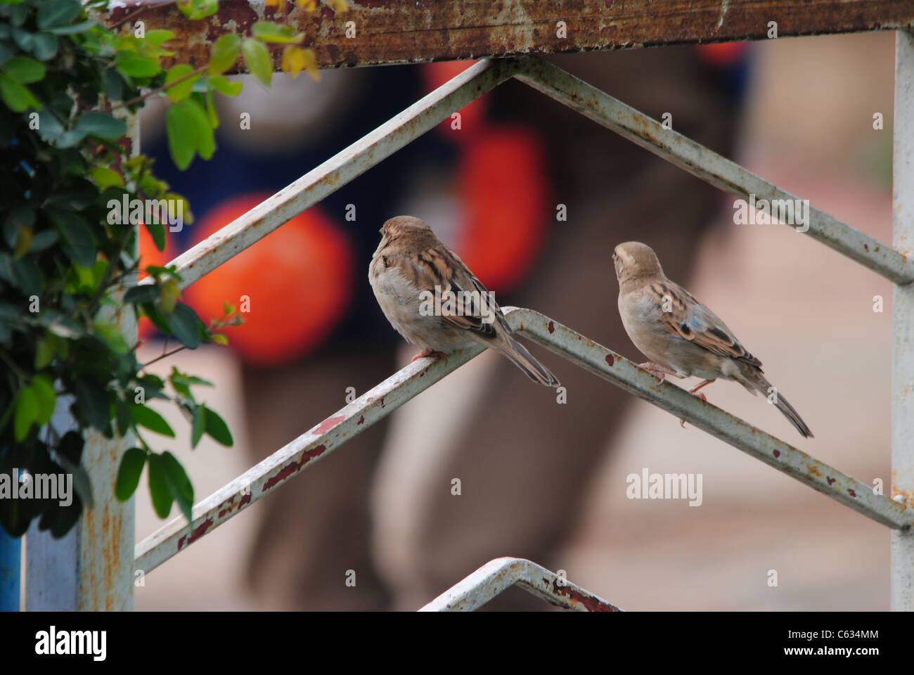 Sparrow egg hi-res stock photography and images - Alamy