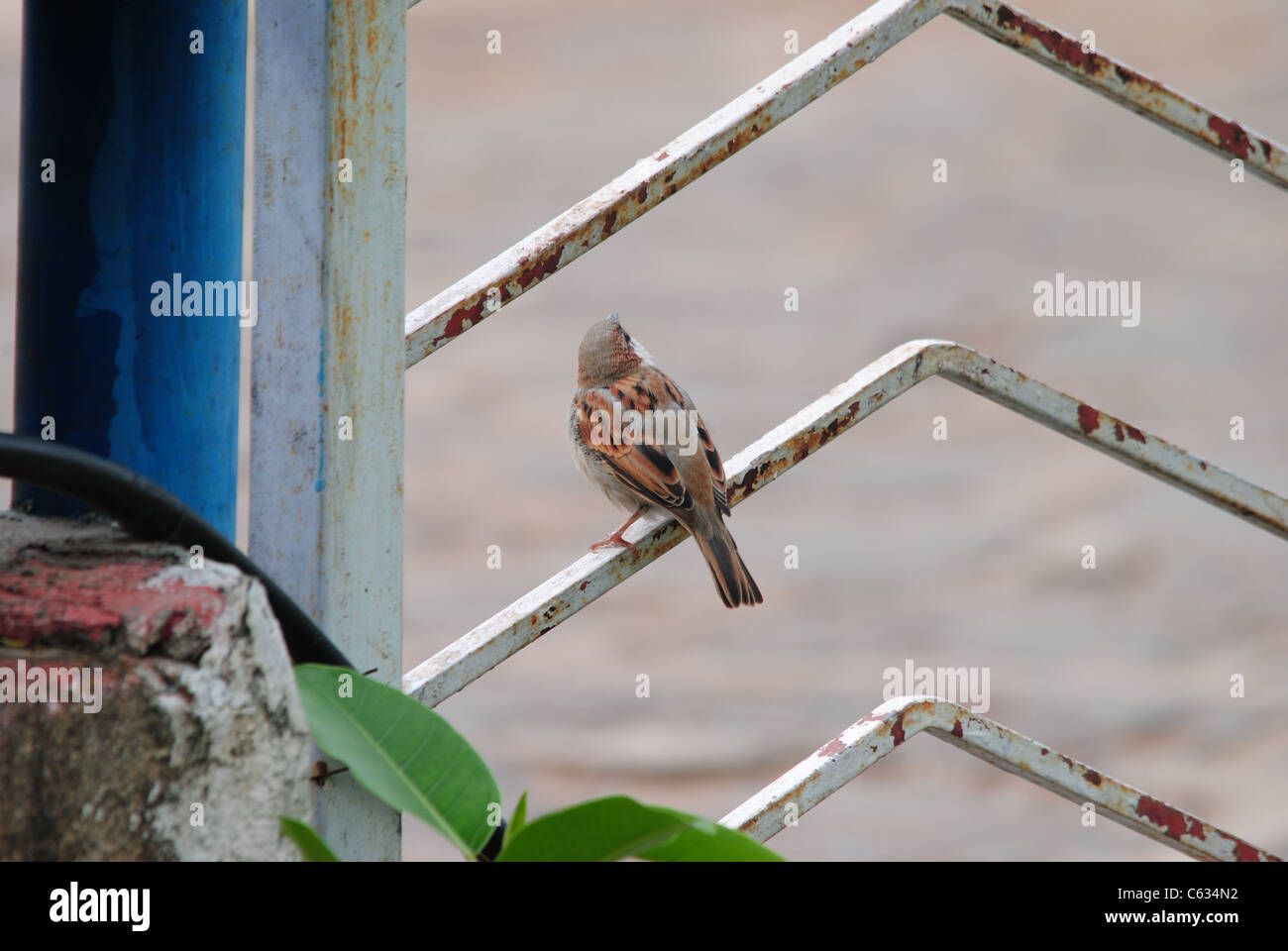 sparrow Stock Photo