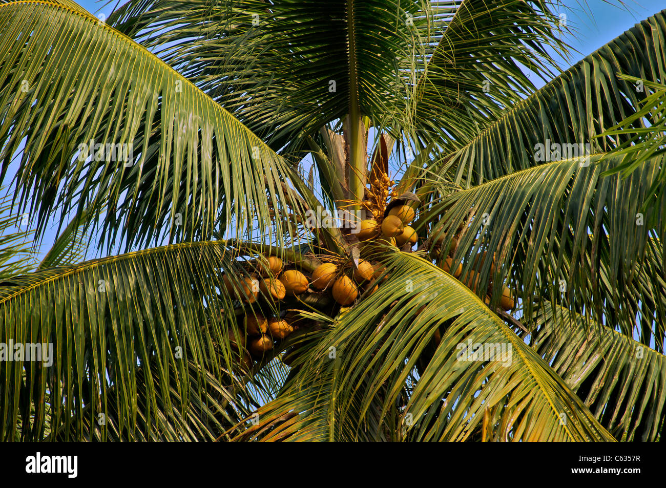 Coconut Fruit Inside