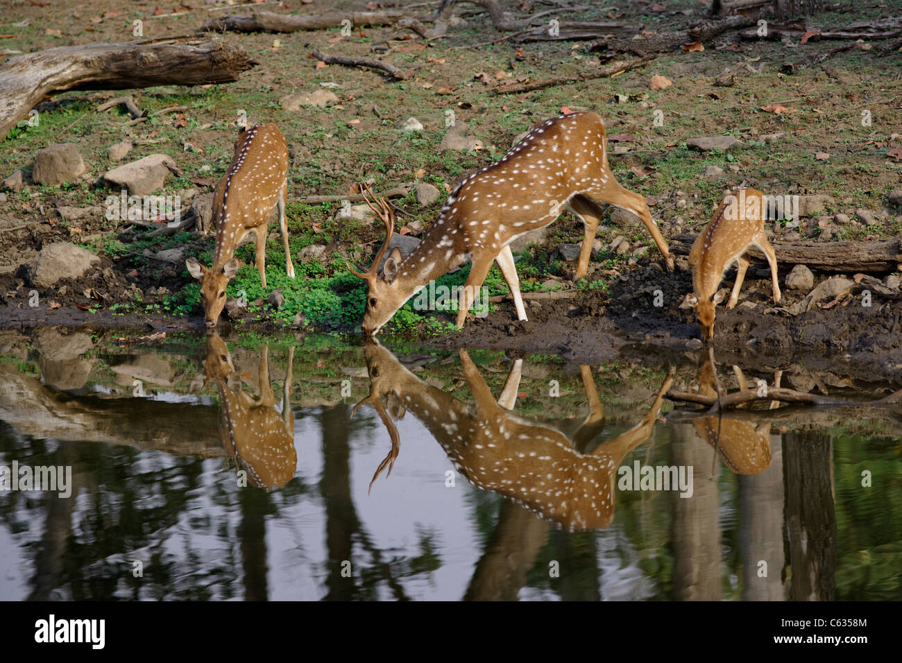 Chital or Spotted Deer family drinking water at Pench Tiger Reserve