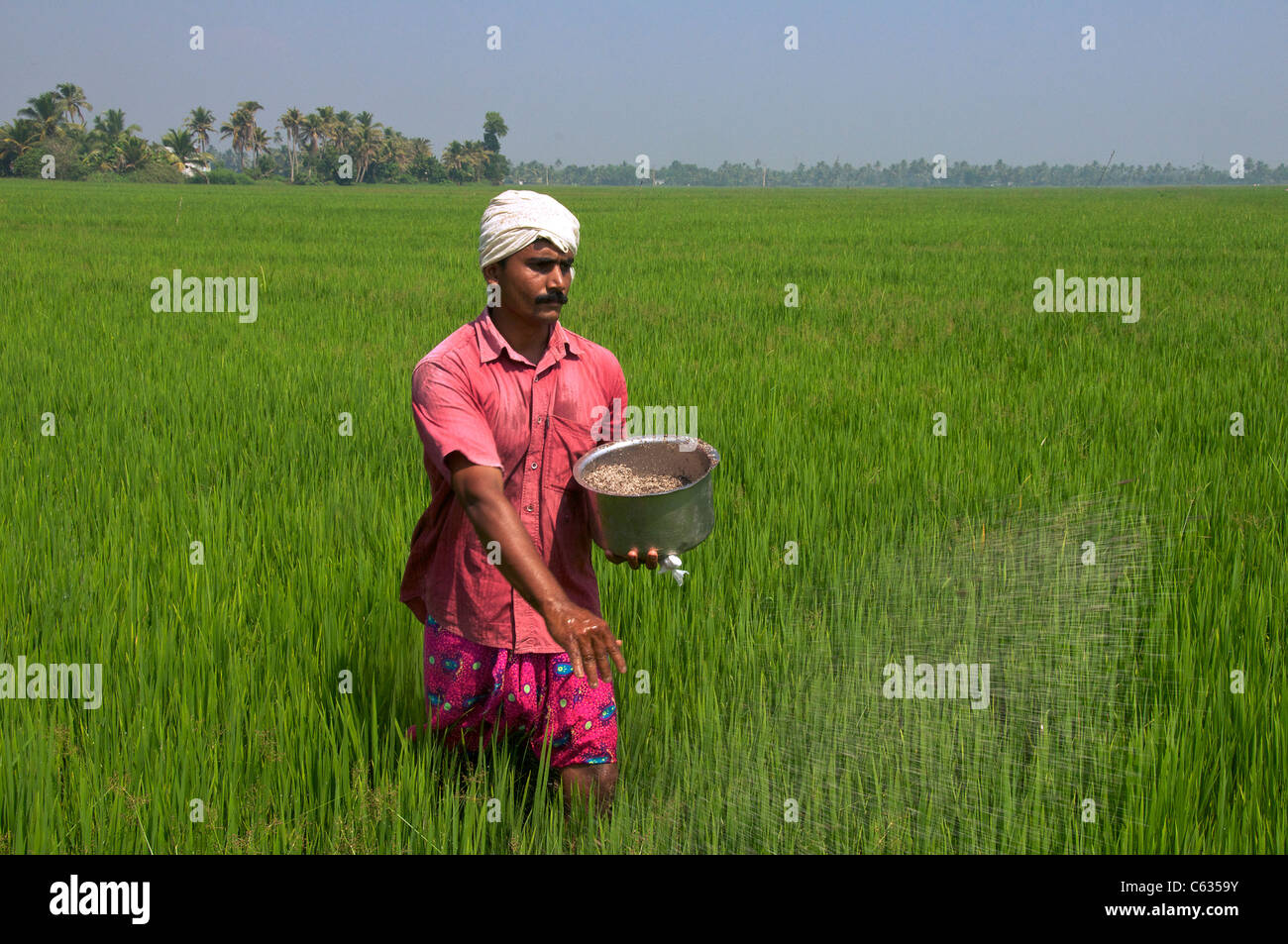Farmer spreading ferilizer by hand in rice field Backwaters Kerala South India Stock Photo