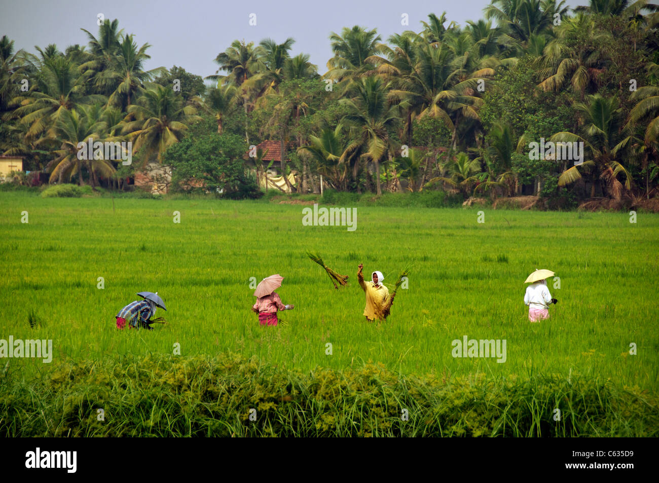 Four women in rice field Backwaters Kerala South India Stock Photo