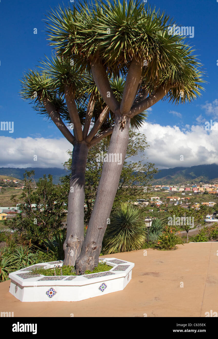Dragon tree (Dracaena draco), Brena Alta, La Palma, Canary islands, Spain,  Europe Stock Photo - Alamy