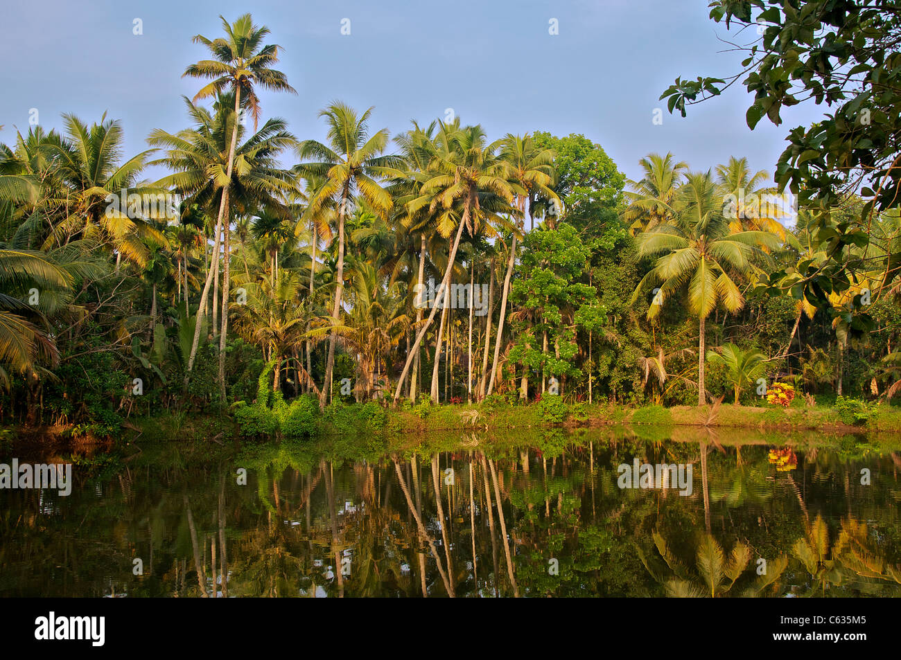 Palm trees backwaters hi-res stock photography and images - Alamy