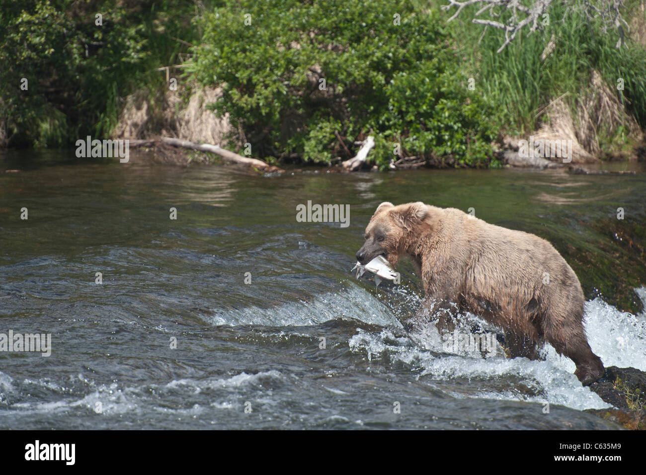 Grizzly bear catching salmon hi-res stock photography and images - Alamy