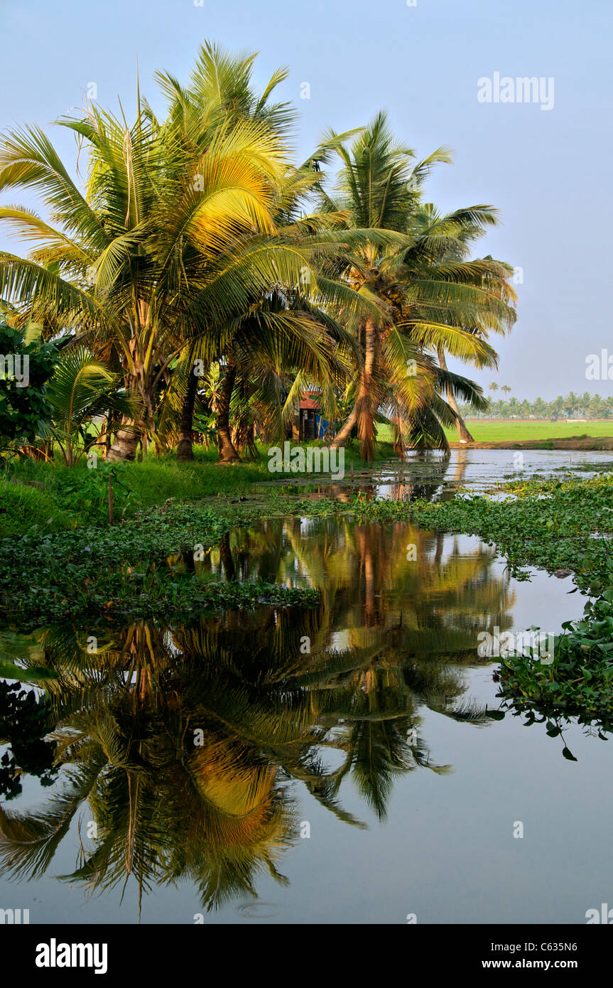 Kerala palm trees hires stock photography and images Alamy